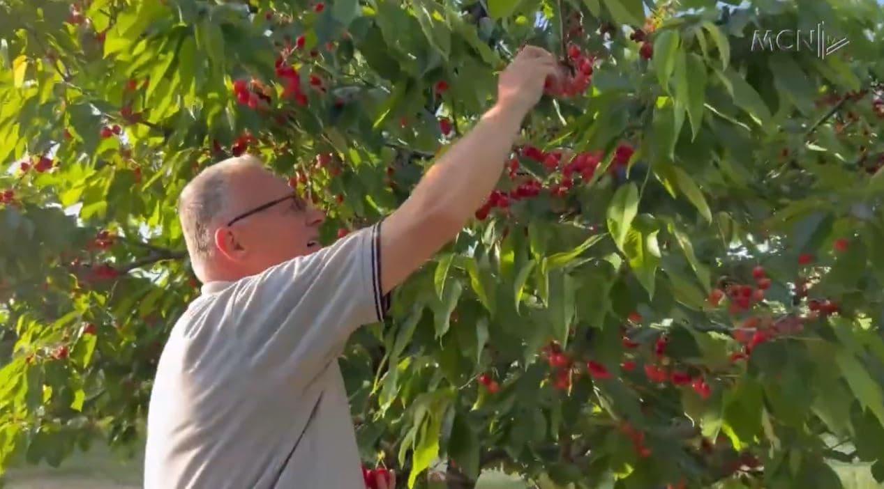 Nuk ka punëtorë për qershinë në Korçë/ Fermerët: Me 30 mijë lekë në ditë dhe sërish nuk gjejmë (VIDEO)