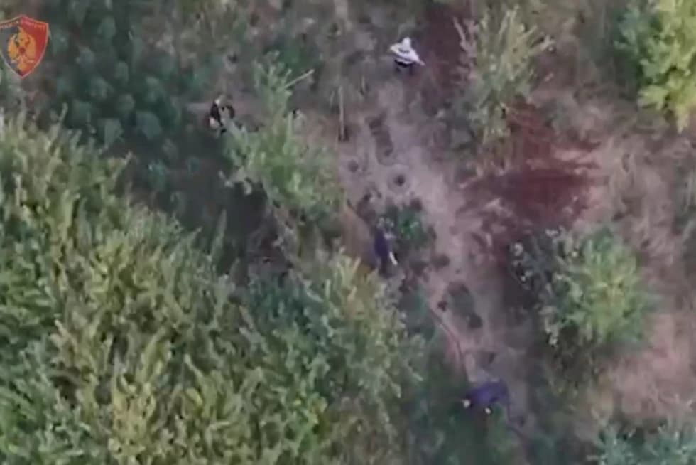 Operacion antikanabis në Krujë/ Zbulohen 100 parcela, asgjësohen 5 mijë rrënjë kanabis