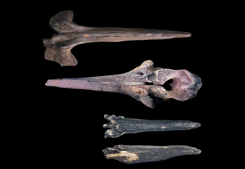 Mbi 10 milionë mbetje balenash në fund të oqeanit, shkencëtarët zbulojnë specie të re