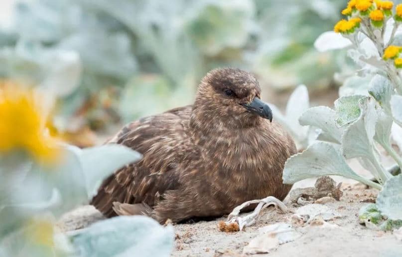 Australia konfirmon rastin e parë të H5N1 te shpendët e egër