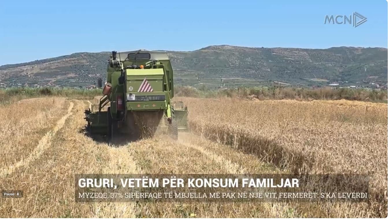 Gruri, vetëm për konsum familjar. Myzeqe, 37% sipërfaqe të mbjella më pak në një vit