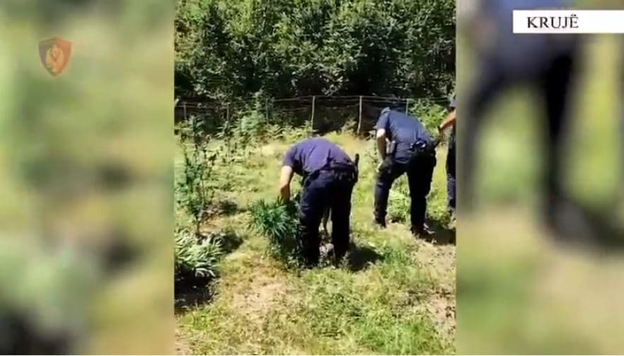 Kruja nën monitorimin e policisë, zbulohen dhe asgjësohen parcela me kanabis
