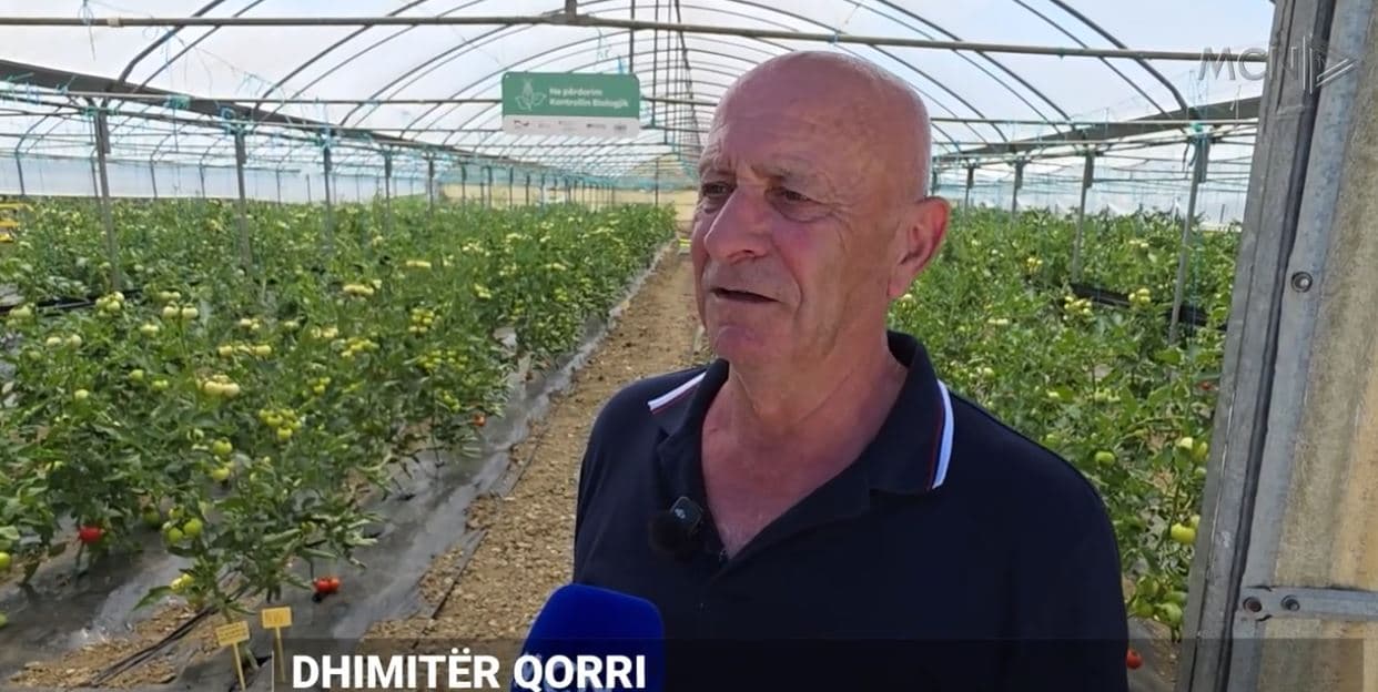 Testimi i farërave hibride dhe autoktone në Lushnjë, prezantohen varietetet e reja dhe mbrojtja ekologjike (VIDEO)