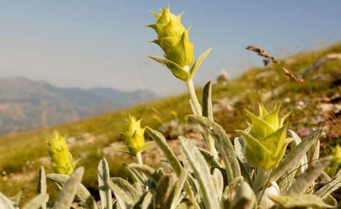 Maliq/ Bie nga shkëmbi teksa mblidhte çaj në malin e Gopeshit, banori në gjendje të rëndë