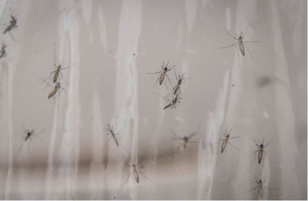 Google kërkon leje për të lëshuar 32 milionë mushkonja sterile në SHBA