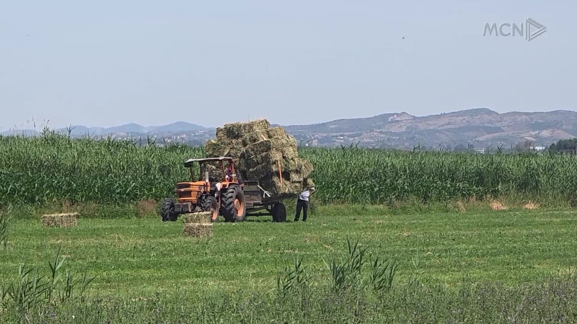 Numër i ulët aplikimesh për subvencionet / Lushnjë, fermerët: Kriteri “3 ha” na përjashton nga përfitimi (VIDEO)