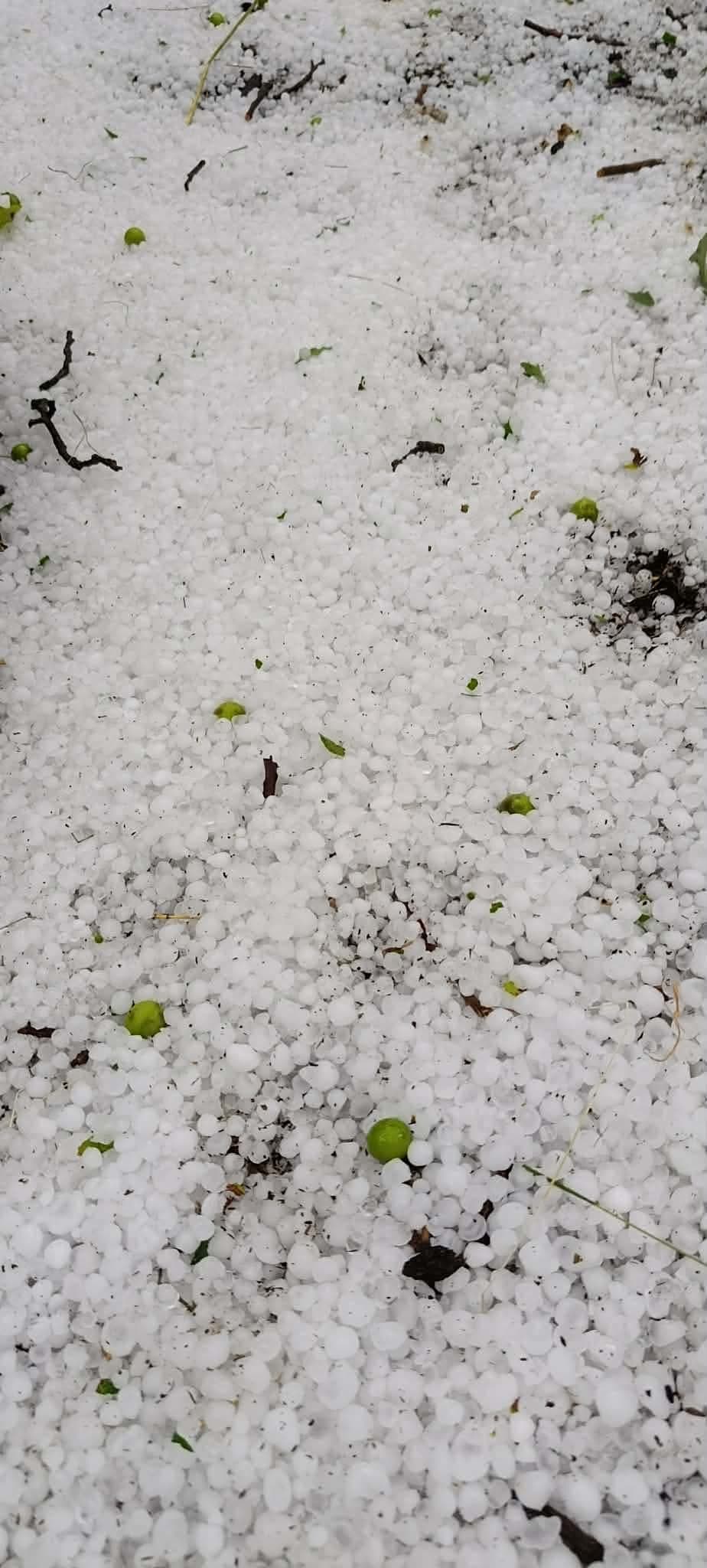Breshëri shkakton dëme të mëdha në pemëtarinë e Zavalinës në Elbasan