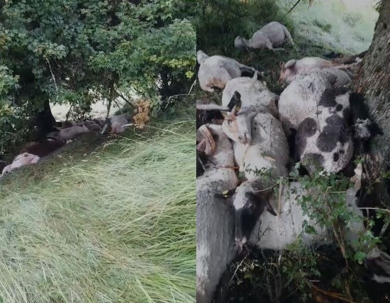 Maliq, rrufeja godet 32 krerë dele në malin e Nikollarës