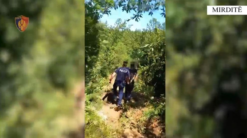 Kurbin-Mirditë/ Kontrollet nga toka dhe ajri zbulojnë parcelat me kanabis, arrestohen 3 persona