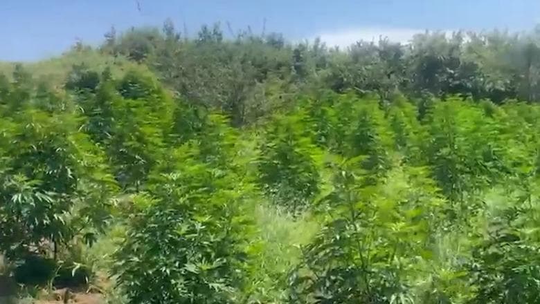 Zbulohet në Divjakë parcela me kanabis, nis hetimi për tre punonjës të Zonave të Mbrojtura