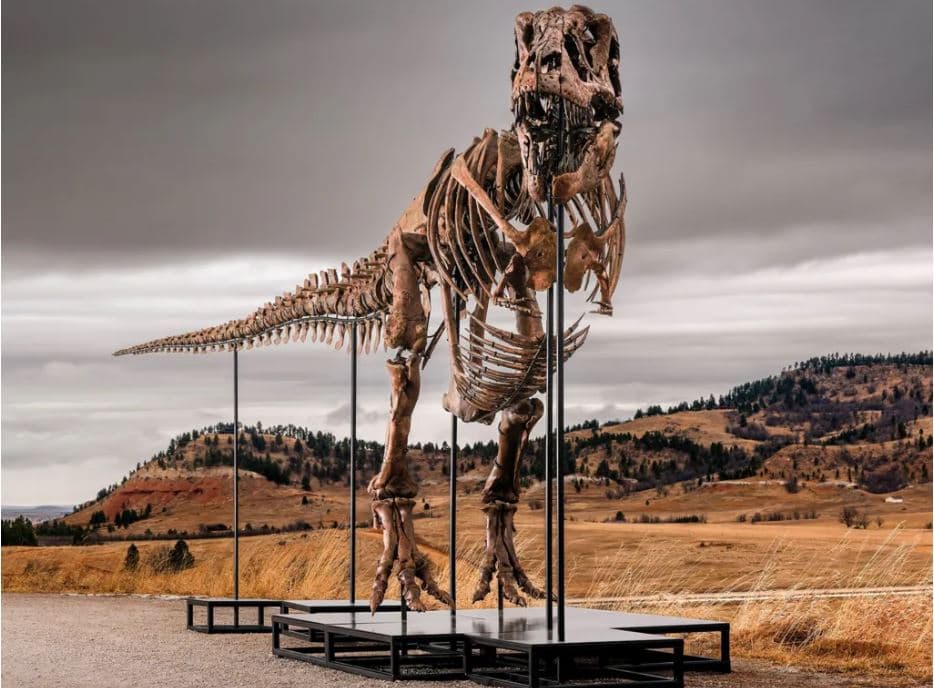T. rex “Gus” del në ankand, pritet të shitet për mbi 30 milionë dollarë