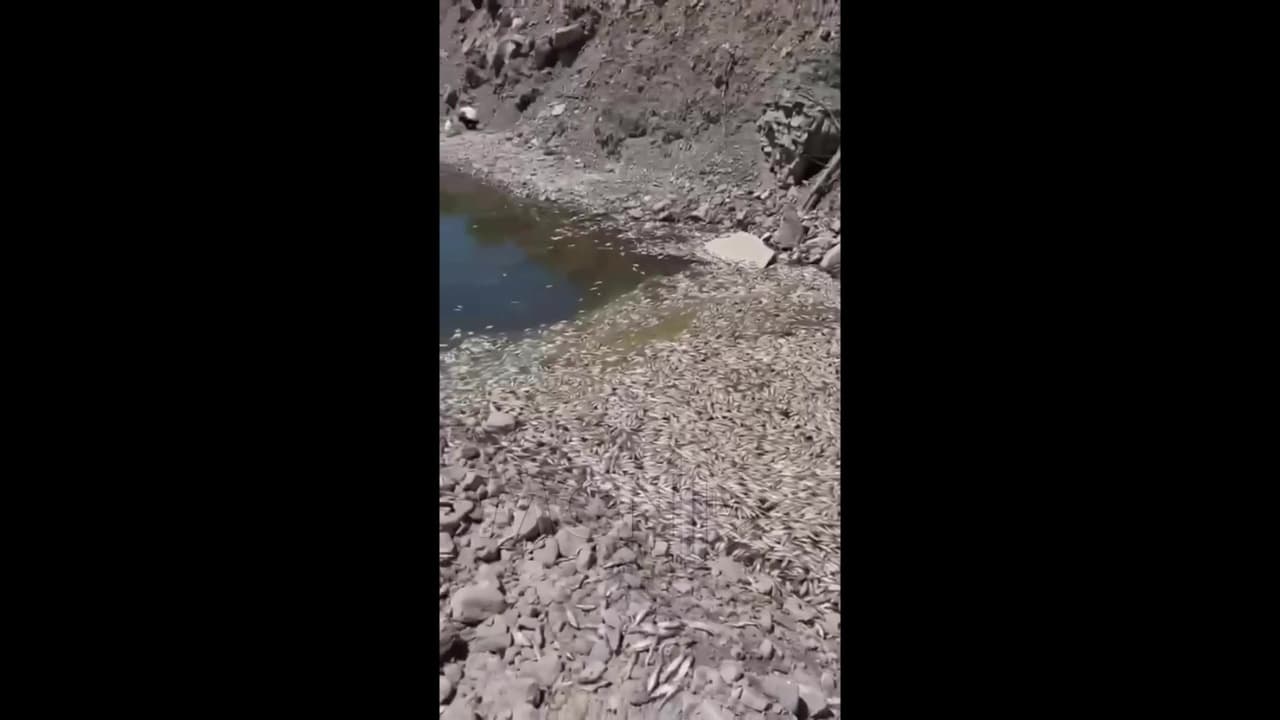Katastrofë ekologjike/ Mijëra peshq të ngordhur në rezervuarin e Gjinikasit në Maliq