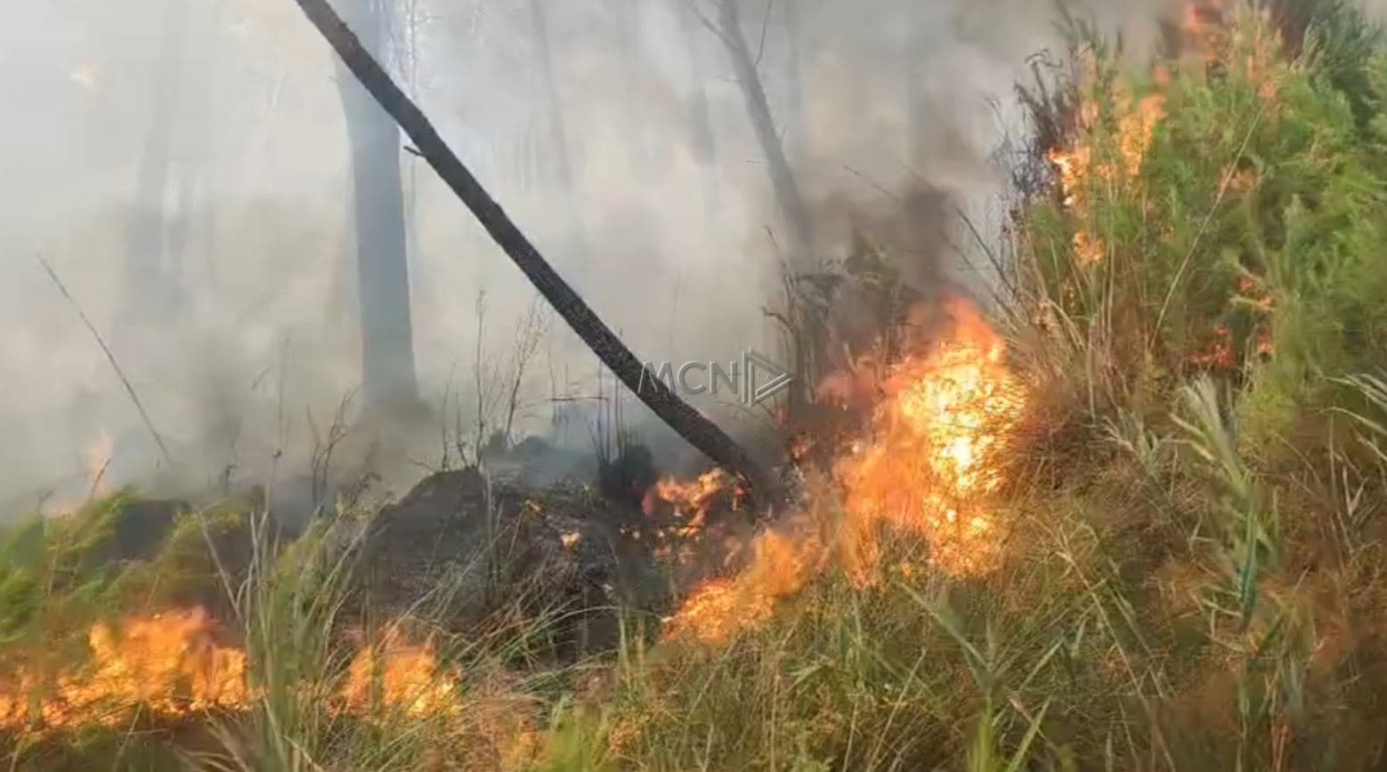 Zjarr i përmasave të mëdha në pyllin e Sodës, rrezikohen sipërfaqe pyjore (VIDEO)