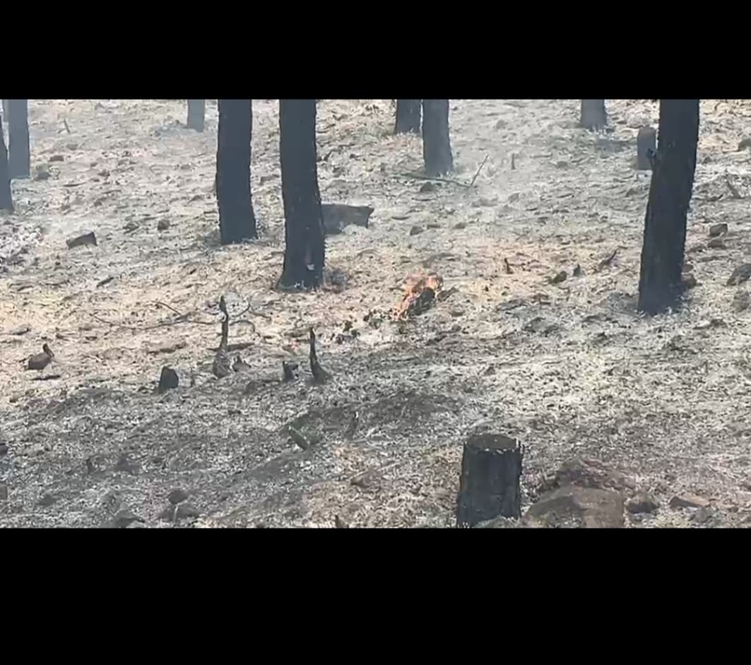 Neutralizohet zjarri në masivin pyjor të Peshtanit, digjen 7 dynymë shkurre