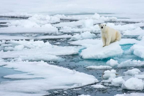 Zgjoi ariun polar nga gjumi për “shaka”, autoritetet e gjobisin me mijëra euro