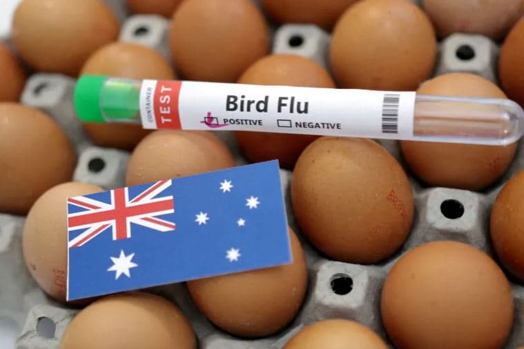 Australia konfirmon shpërthimin e parë masiv të gripit të shpendëve H5N1 te shpendët e detit