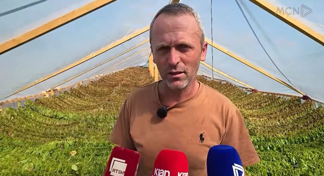 Duhani/ Familja Daullja, e vetmja në Çermën e Sipërme që kultivon këtë kulturë (VIDEO)