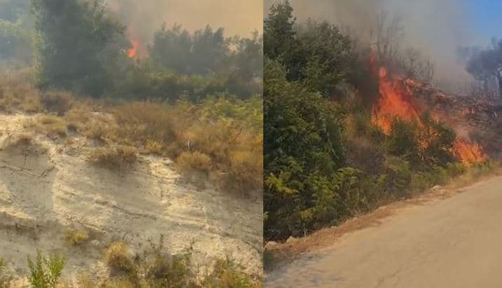 Zjarr në Drenovë të Mallakastrës, flakët përfshijnë një sipërfaqe me ullishte