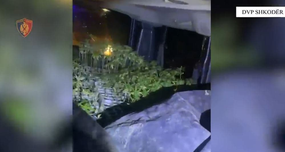   Sekuestrohen 2500 fidanë kanabisi të mbjellë në kubikë, arrestohen dy persona në Vaun e Dejës