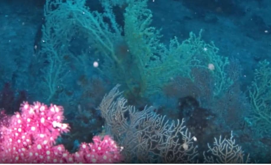 Zbulohet pylli më i madh i koraleve në Detin Egje, me biodiversitet të rrallë