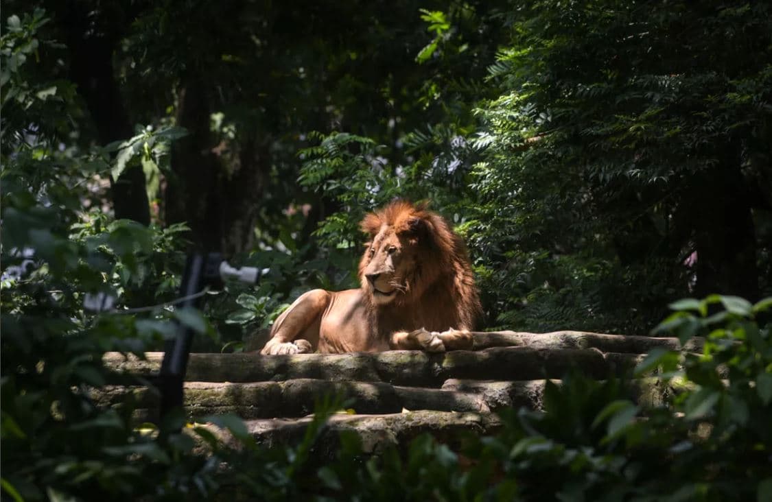 Nxehtësia ekstreme në Japoni, ngordhin tre luanë në kopshtin zoologjik  