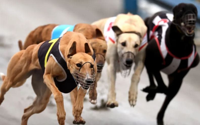 Zelanda e Re ndalon garat me qentë e racës greyhound, trajnerët kërkojnë strehim në Australi