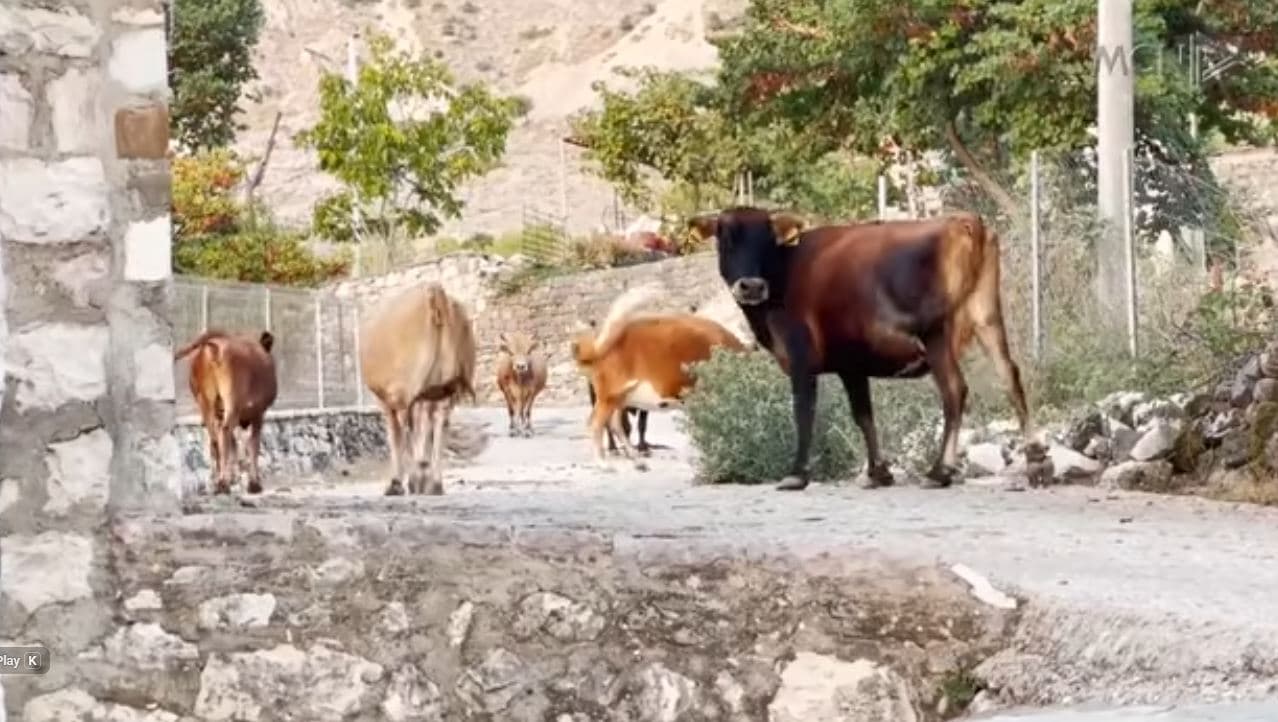 Gjirokastër, bagëtitë zbresin në qytet/ Dhjetëra ankesa për praninë e deleve dhe lopëve në hapësirat publike (VIDEO)
