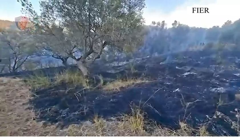         Ndezën zjarre në toka bujqësore dhe ullishte, arrestohen dy persona në Fier  