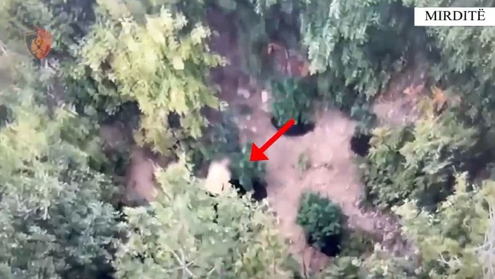 Mirditë/ “Droni” kap në mes të pyllit 37 vjeçarin duke u kujdesur për kanabisin