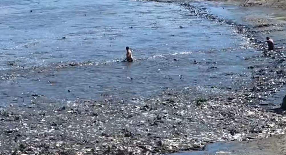  Zbrazet rezervuari i Kasharait / Lushnjë, banorët ngrenë alarmin për mijëra peshq të ngodhur (VIDEO)