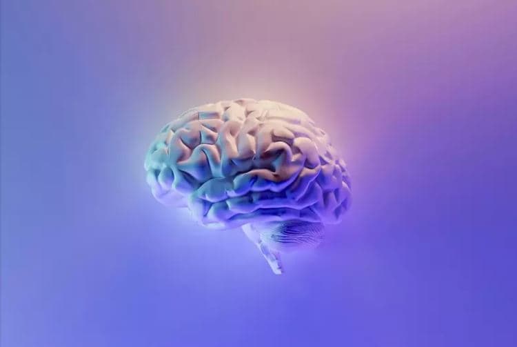 Truri nuk është vetëm një, në fakt janë dy organe të dallueshme