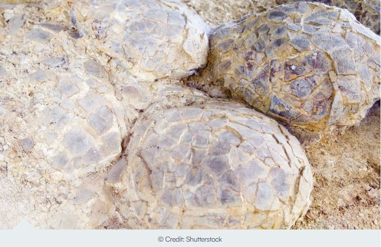     Zbulim i rrallë pas 70 milionë vitesh/ Gjenden vezët e palindura të një dinosauri në Patagoni 