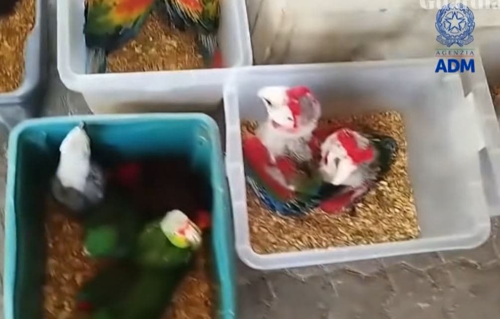 Zbulohet rrjeti i kontrabandës, kapet maltezi me qindra breshka dhe papagaj në makinë