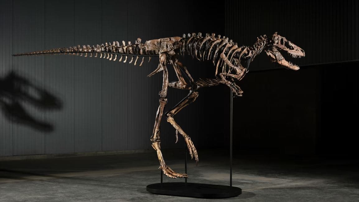 Skeleti i rrallë "Jodi" shitet për 47.3 milionë dollarë në Sotheby's