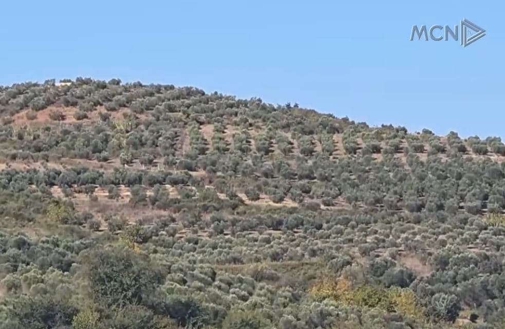 Nga ullishtet e Lushnjës,në tregjet e Evropës/16 prodhues të vajit të ullirit bashkohen në një markë