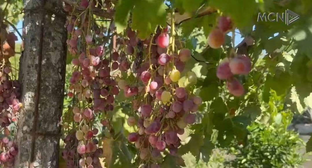 Vreshtat nuk shpërblejnë mundin/ Kultivuesit e Cërrikut: Thatësira uli prodhimin, na u rritën kostot