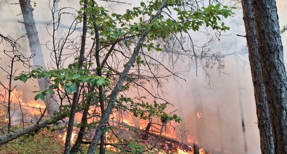 Elbasan/ Riaktivizohet zjarri në Caush, flakët përfshijnë mbi 2 hektarë pyll me pisha