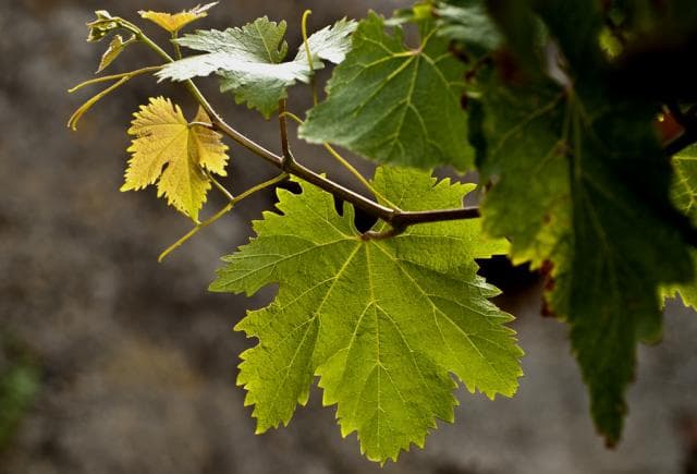 Gjethet e rrushit, një element i gatimit jo vetëm funksional, por edhe i shëndetshëm