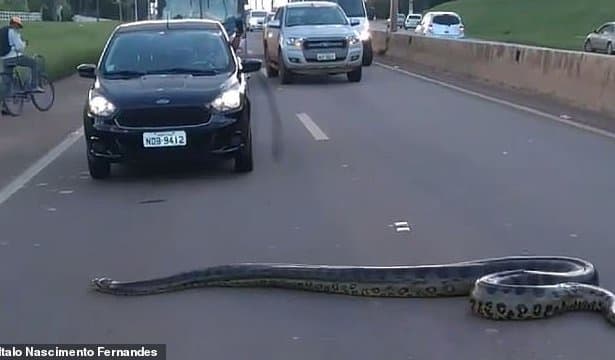 Një anakonda e madhe bllokon rrugën në Porto Velho të Brazilit