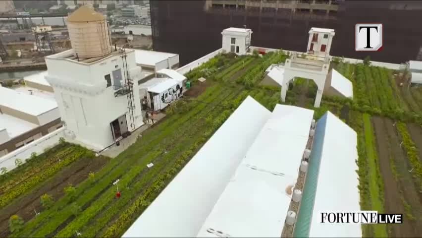 Ferma perimesh në taracat e Nju Jorkut (VIDEO)