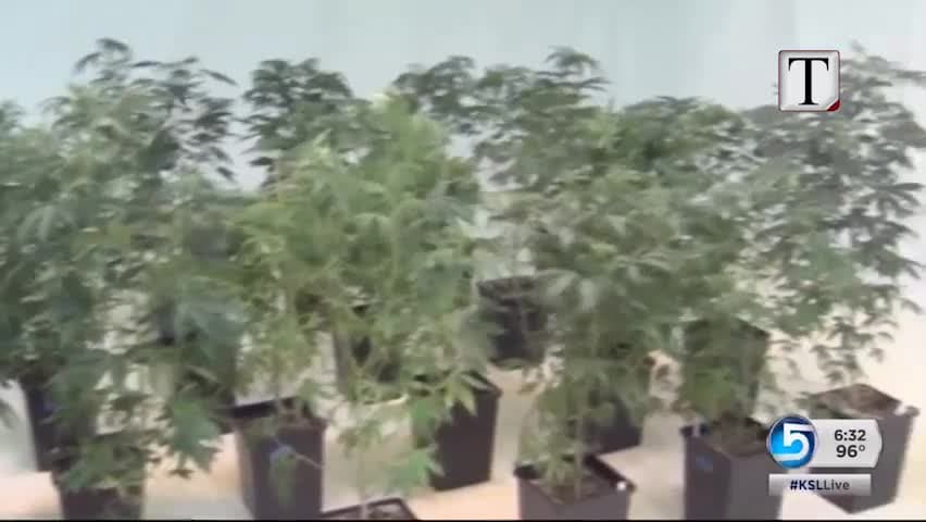 Greqia legalizon kanabisin mjekësor (VIDEO)