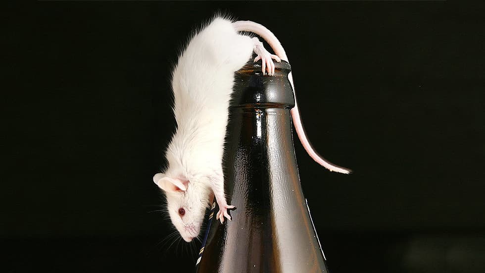 Një kurë për të varurit nga alkooli? Shkenca hedh hapin e parë