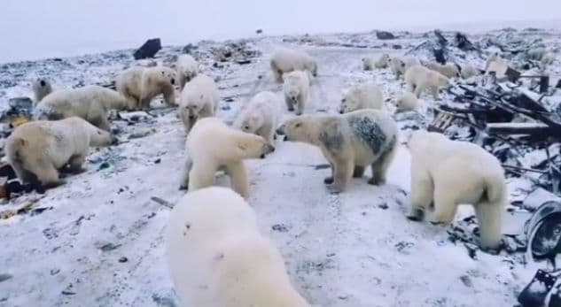 Ishujt rusë shpallin emergjencë pas pushtimit masiv të arinjve polare (VIDEO)