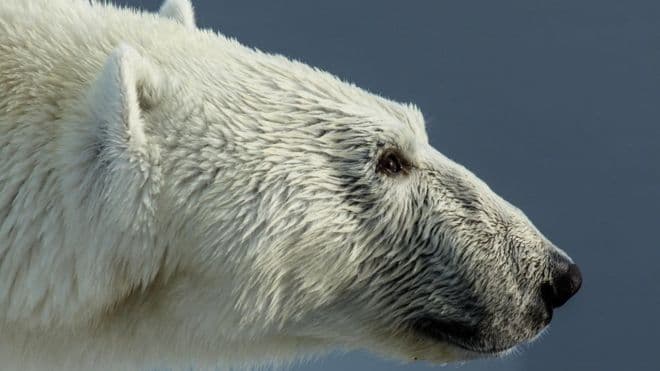 Kanada /Ariu polar vret babain, pasi mbrojti fëmijët e tij nga sulmi