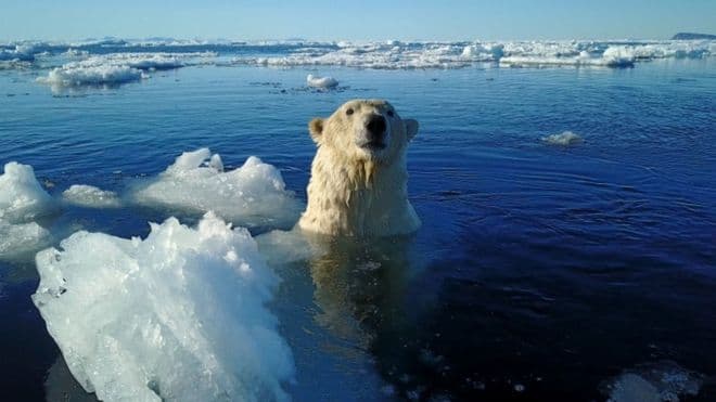 Ariu polar qëllohet me armë, pasi sulmoi rojet e anijeve të lundrimit