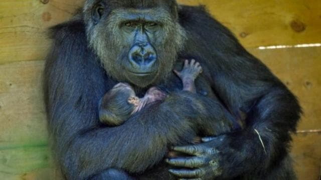 Lind një gorillë në kopshtin zoologjik të Bristolit