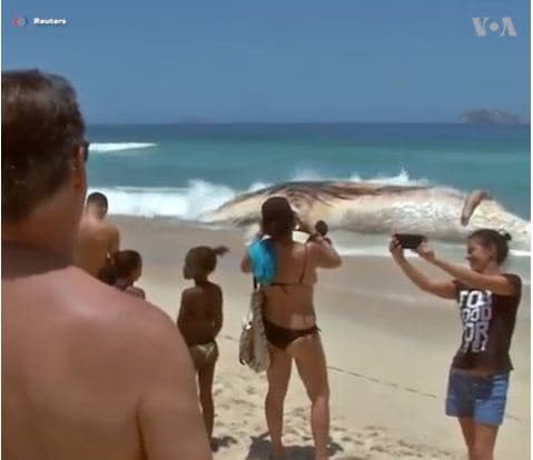 Deti nxjerr në breg balenën 33 tonë (VIDEO)