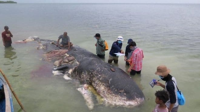 Një balenë e ngordhur në Indonezi tregon shkallën e ndotjes së oqeaneve me lëndë plastike (FOTO)
