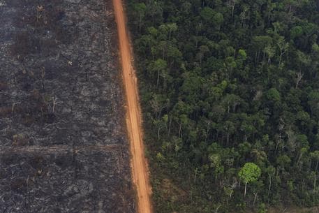 89 milionë hektarë pyje, humbje për Brazilin