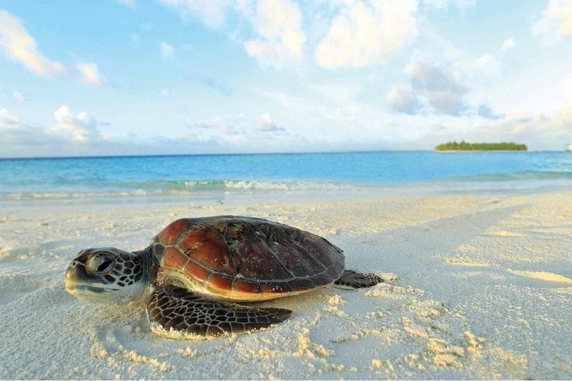 Një histori frymëzuese në Maldive (FOTO)